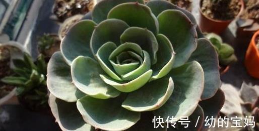 叶片|5款多肉,有着较高的性价比,家里养上几盆,美成一首诗!