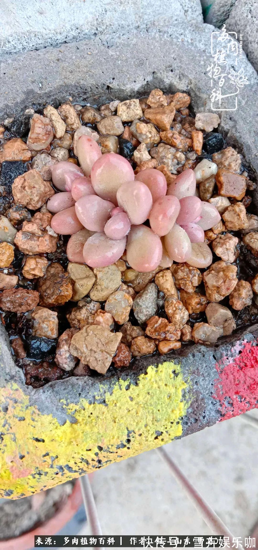 红稚莲|多肉度个夏,回到解放前!曾经有多美,现在就有多丑!