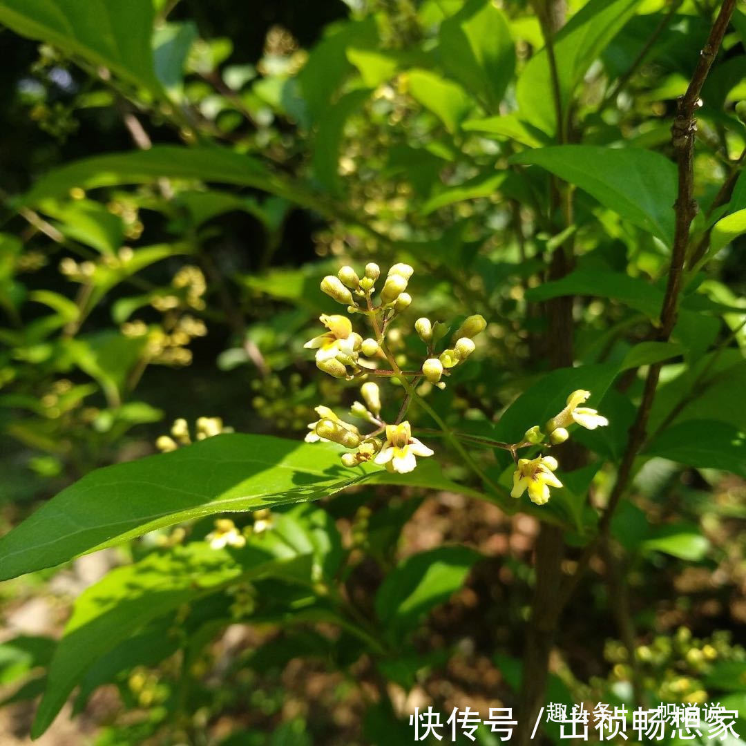 神仙树|农村制作豆腐不用大豆,用这种树叶,晶莹透亮,人称“神仙豆腐”