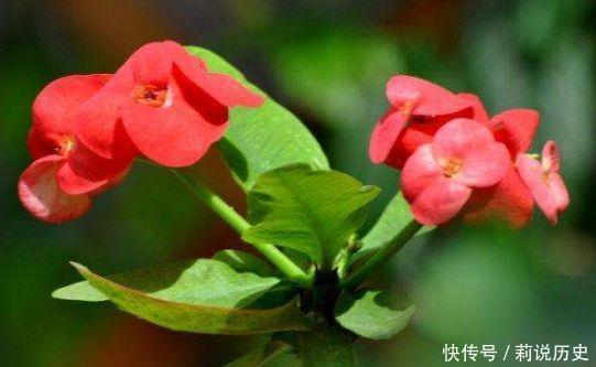 足够|4款花超漂亮的,四季开花,观赏价值高,太美了