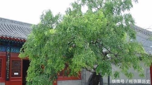 河堤|为何古人建房子,讲究前不栽桑,后不栽柳,左不栽桃,右不栽李