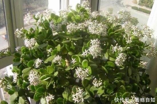 多肉|这5种多肉开花就像中奖一样,雅乐之舞最不常见,桃蛋开花最好看!