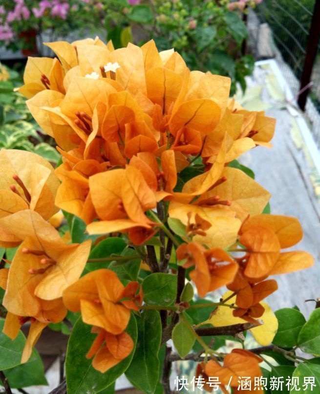 三角梅|喜欢三角梅,就养盆“开花机器”绿叶柠檬黄,花开金灿灿好养活