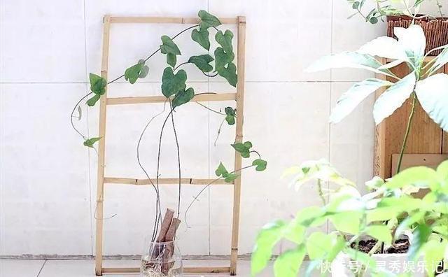 一节山药插水里,疯狂长藤“冒金豆”,赚大了!