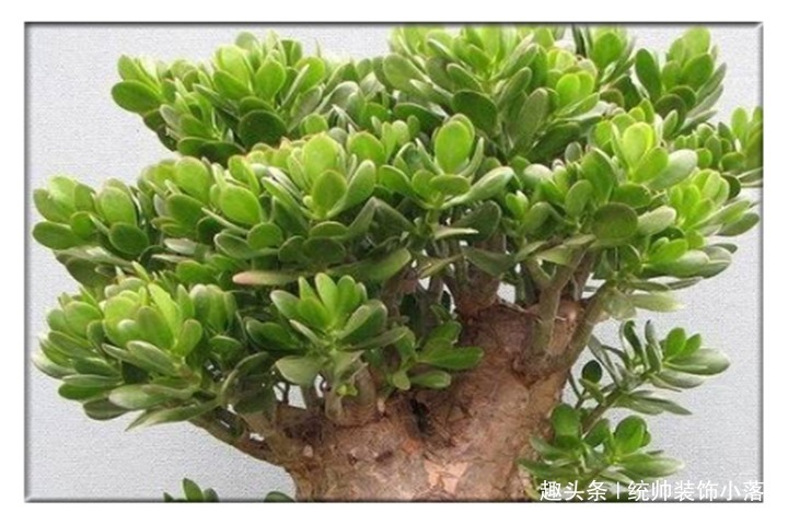 夏季玉树叶片发软,教你3招,叶片油绿枝芽冒满盆