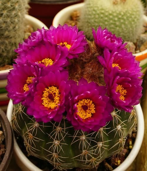  值得|开花很勤的4种花，一年多次开花，超级美丽，种植容易，值得拥有