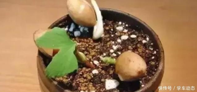 3类种子得捡回家,冬天将它扔水里,呼呼长成漂亮的绿植盆栽!