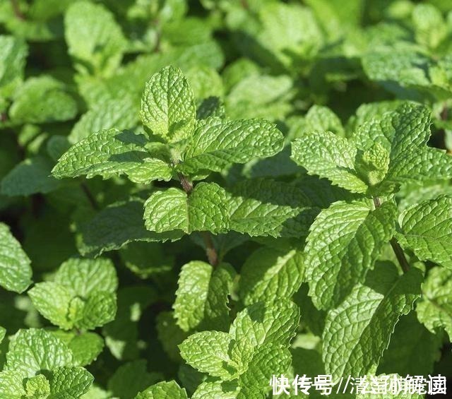 家里气味难闻，养3种绿植错不了，家里一整天都香喷喷