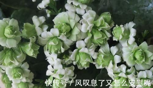 最罕见的花卉，花色新奇，好养易活，是一款爆盆神器，值得拥有