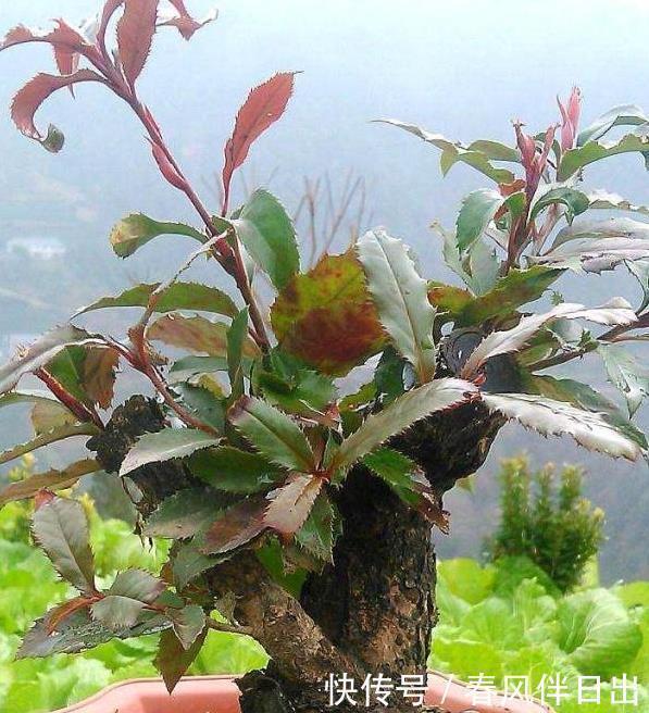 六道木|这“3种树”可了不起,比花要美,比5号香水要好闻,养1盆赚大了