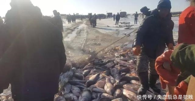 冬捕|辽金查干湖冬捕,千人扯网捞出头鱼,卖出85万天价,喜人