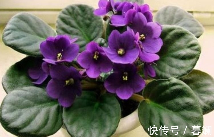 养花就养这几款,全年开花不停,鲜艳夺目,花朵美艳迷人