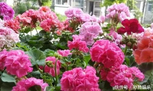 别再花钱买花肥,家家都有的1种垃圾,用来养花,花开一茬接一茬