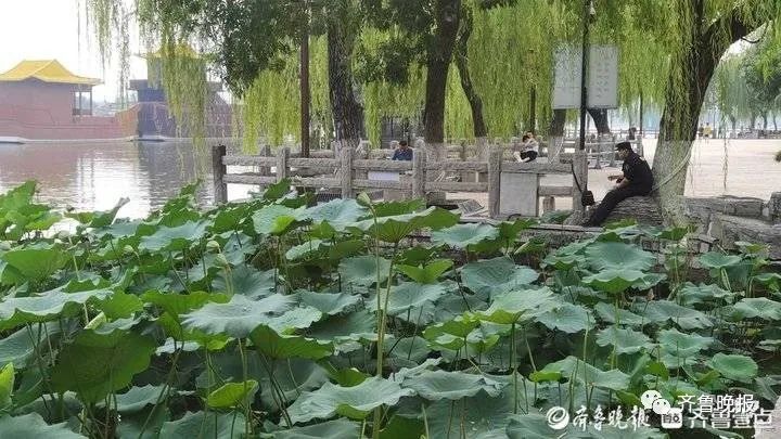 大明湖景区|“连体”莲蓬再现！已派6名保安24小时值守！大明湖发现第三株并蒂莲？