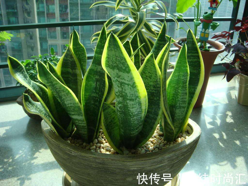 圆叶虎皮兰|虎皮兰进入8月经常“饿”,从三个方面喂饱它,才爱出小芽