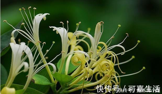 金银花|花友公认具有灵性的绿植,你需要知道它们