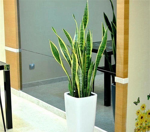 客厅种上4种花,大气上档次,越养越干净,来客倍有面子!