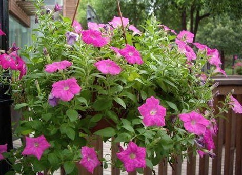 8种有害气体的“天然检测员”，好看又实用，养在家里是一宝