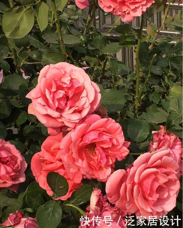 健壮|月季长得乱糟糟的,做好“三修剪”,笋芽更健壮,花量也更多