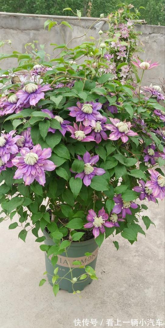 6种富贵花,冬天爱“装死”,好好“伺候着”,来年繁花多几倍