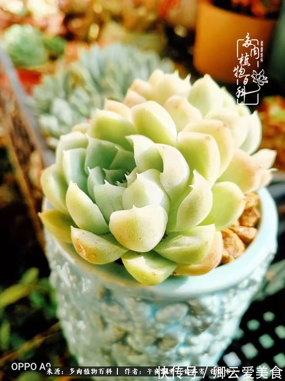 久在晴冬等雪来——北方阳台党的多肉成长历程！