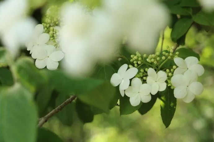 扬州一日游|烟花三月何处去 三花聚顶在扬州 | 合一