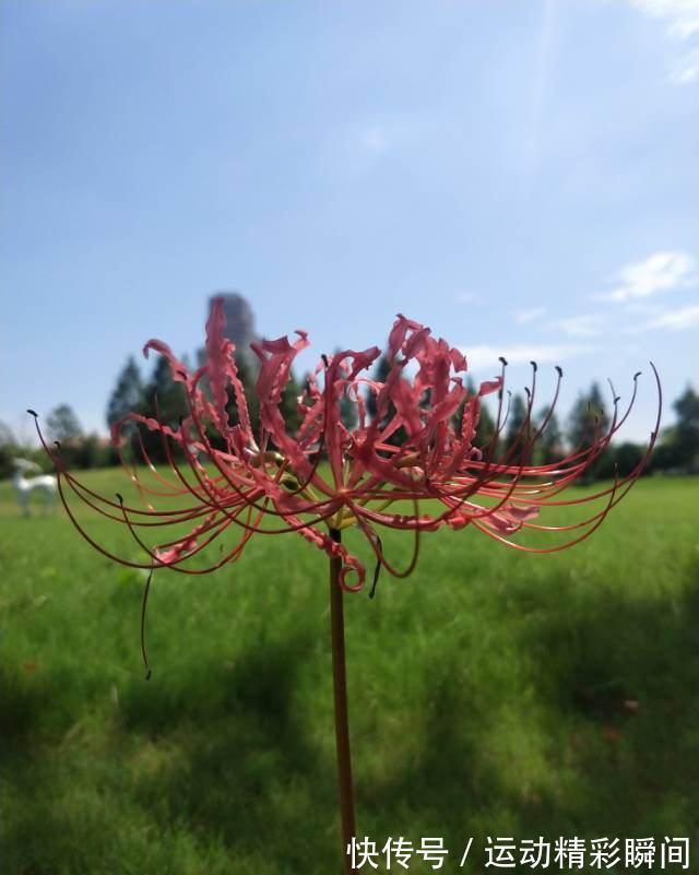 越漂亮的花越神秘,这10种花,都有一个美丽的传说