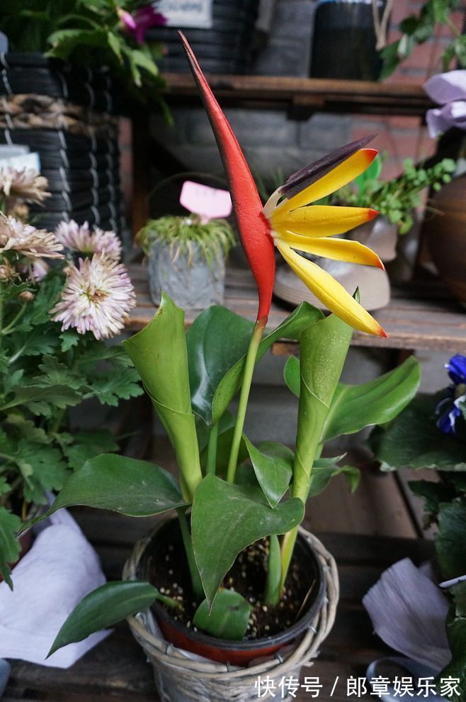 4种“吉利花”,养在客厅最合适,漂亮大气,吉利又顺当