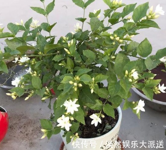 茉莉花|茉莉花僵苗不生长,两种解决“方案”,巧判断,恢复很简单