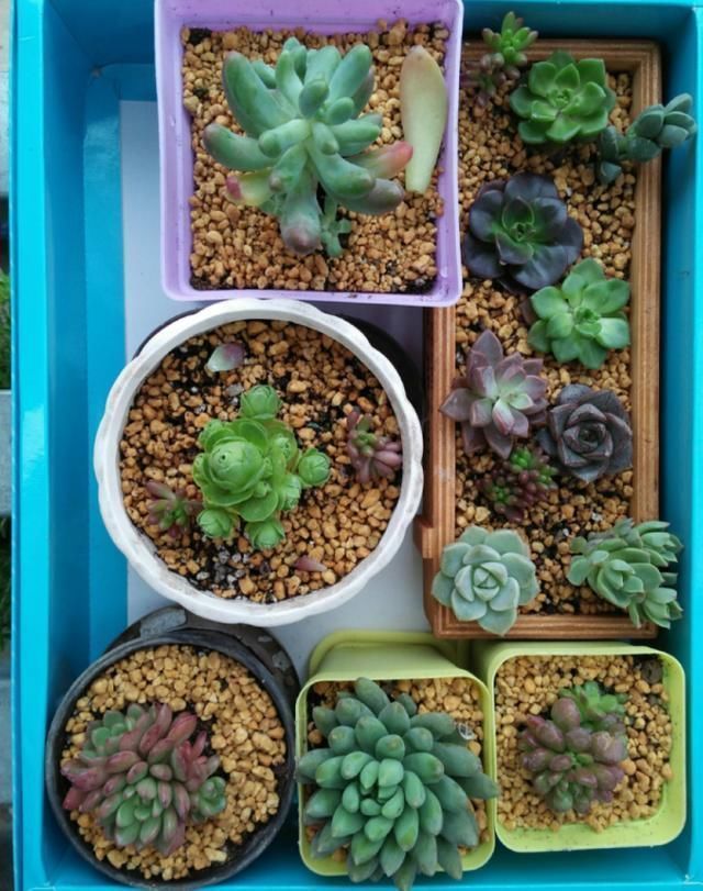 从小|养了5年多肉,从小白变成大神,这些经验送你了