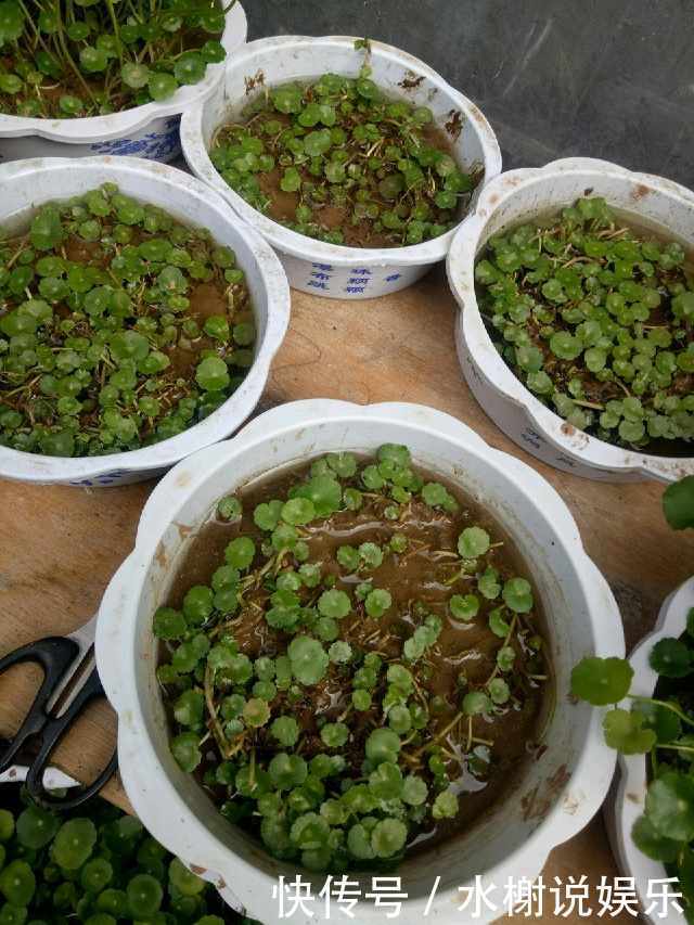 微酸性|绿萝、铜钱草盛夏这么养护,叶子比钱大,肥肥大大爬满屋