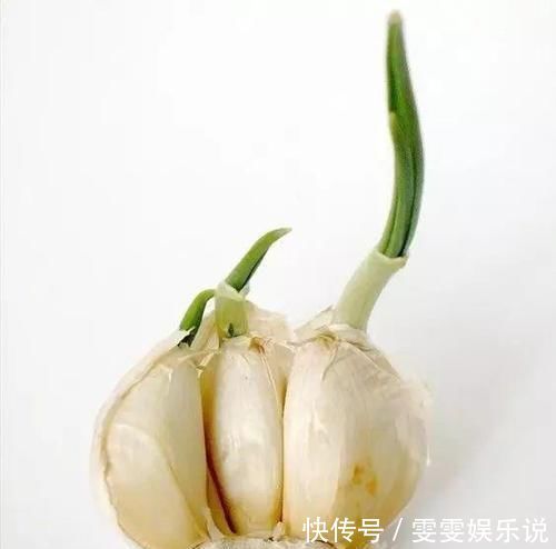 阳台上|一个芋头芽，埋在花盆里，10天长成大盆景，比龟背竹还漂亮