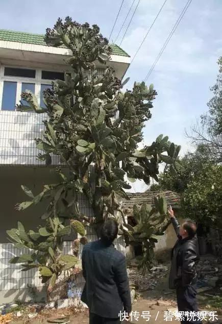 花花|20年的兰花,100年的仙人掌长什么样开眼了!