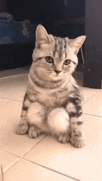 |搞笑GIF:这只猫星人应该是女猫吧!看有多淑女!