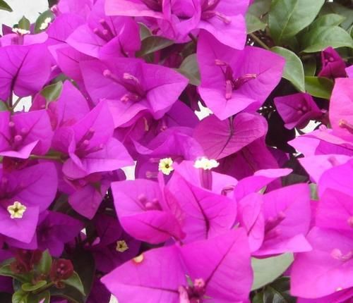 养三角梅选它，花多的不见叶，一年四季花开不停！