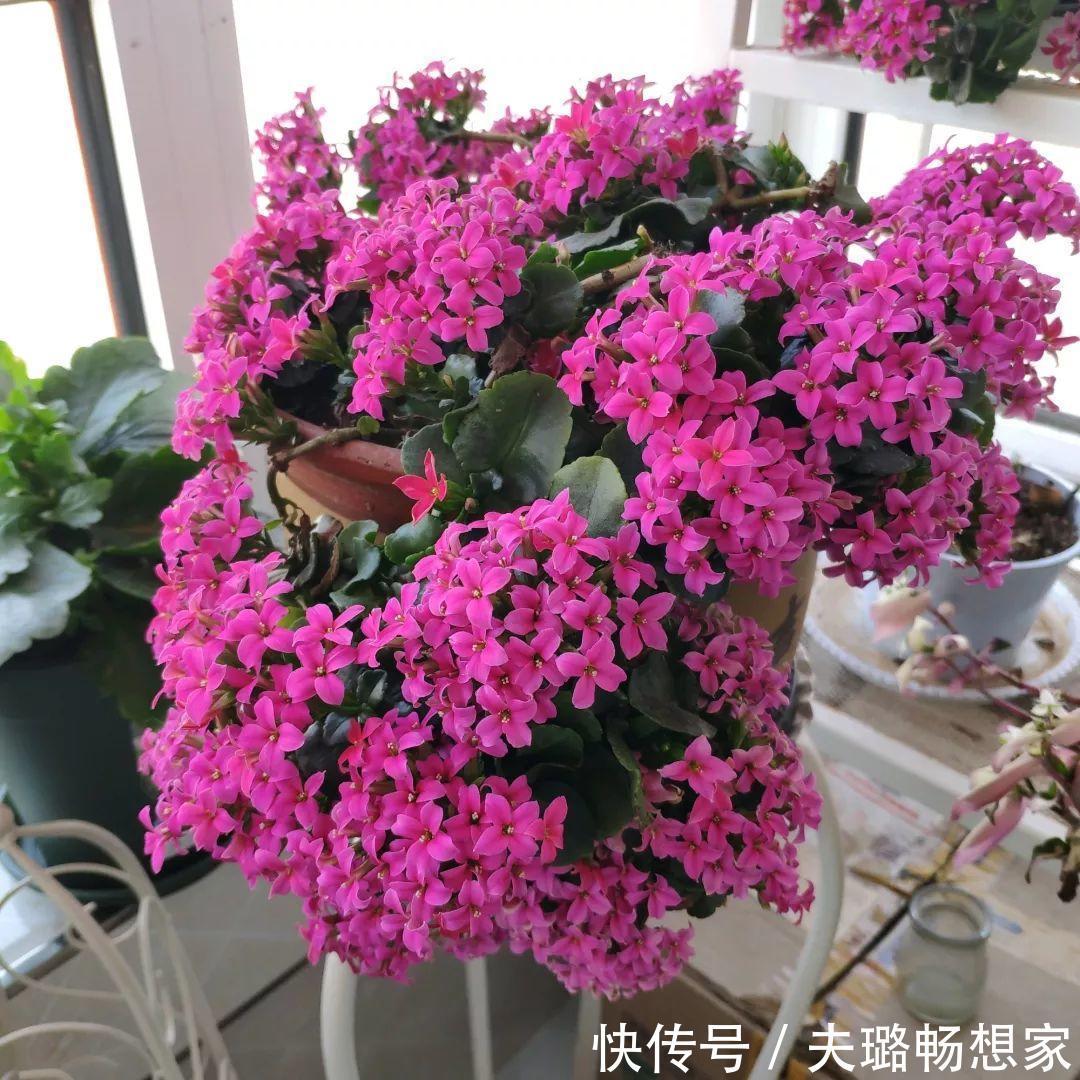 酒瓶种长寿花,阳光晒够了,3个月变老桩!