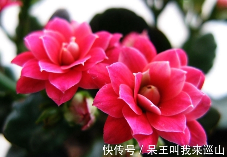 长寿花有“3怕”,冬天养护要避开,不然难以开花,花友都要了解