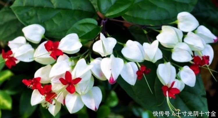 最受欢迎的“4种花”,好养不占地,花型独特,一片醉人花海!