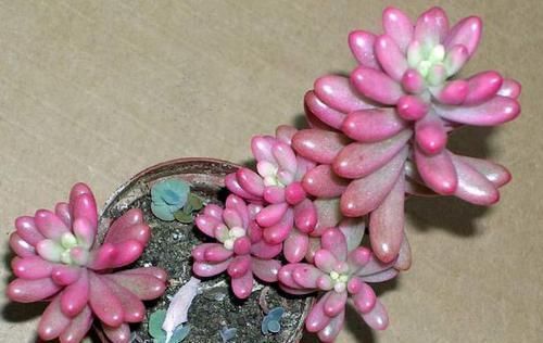 浇水|养多肉虹之玉,注意此4点,叶子红绿相间,像圣诞树和老人