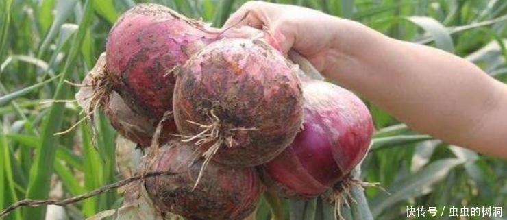 受益|爱吃洋葱的注意,洋葱好处多多,洋葱的禁忌,早知早受益