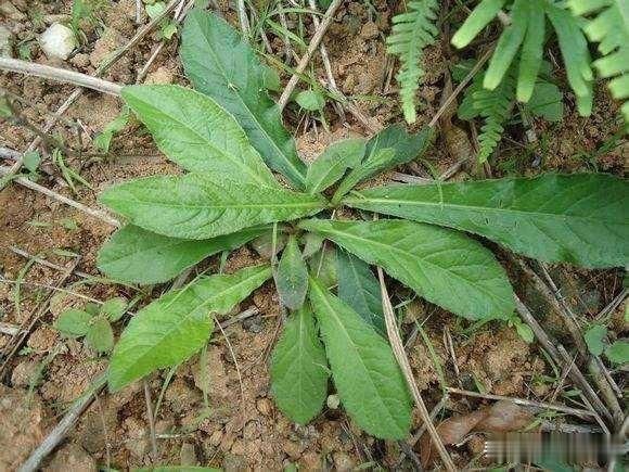 野生|它是野生“地胆草”，田间地头随处见，看似不起眼，却是珍贵药材