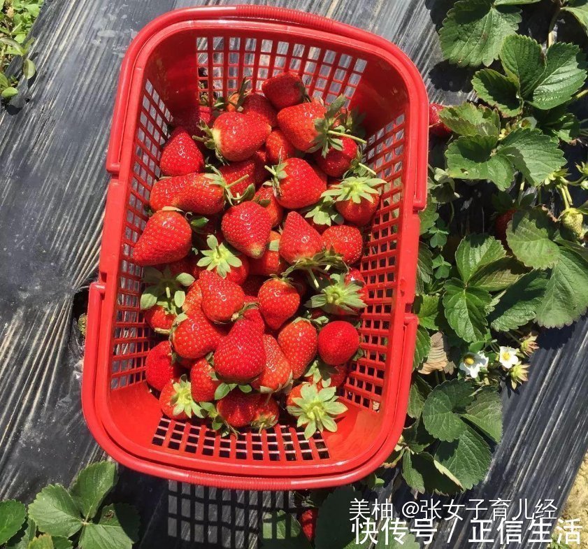超市|2岁娃超市拿草莓吃,孩子被工作人员当“小偷”,宝妈的做法获赞