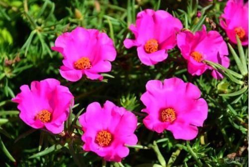 漂亮美艳的4种花,一年开花很多次,香气四溢