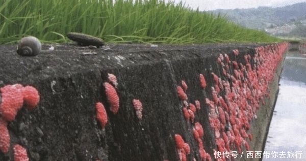 福寿螺到底有多可怕?最大体重可超过1.2斤,带有多种致命寄生虫