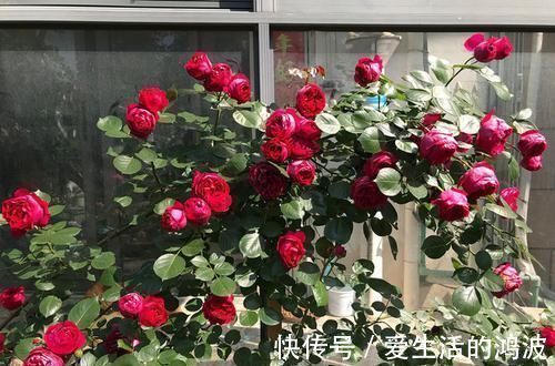 养花就养这几款,花朵粉嫩丰腴,花大色鲜胜百合,放在阳台美翻了