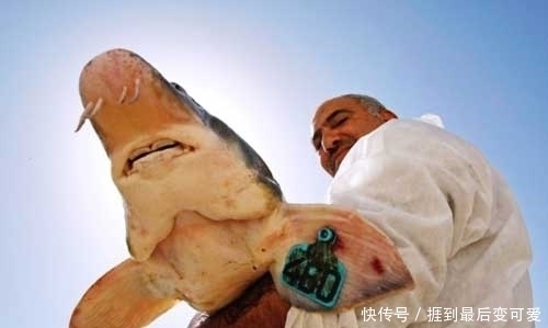 食物|它被称为食物中的“黑黄金”,吃一口相当于吃掉一套房子