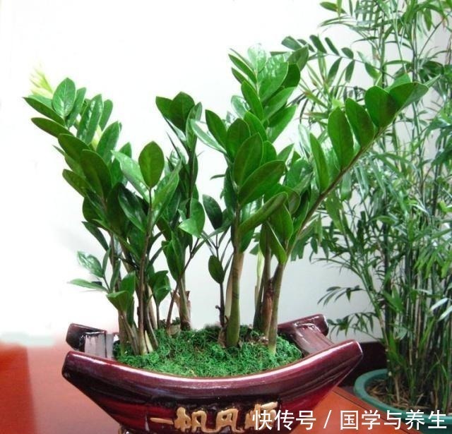 种树|懂花的人,专挑“4种树”养客厅,耐旱好活、富贵生财,寓意好!