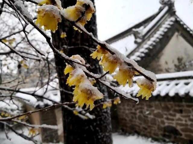 油菜花|春雪漫卷，蓬莱阁的美藏不住了！