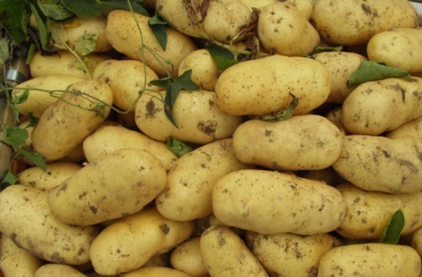 家里的土豆放久了就长芽了教你3招，久放也不长芽不变色