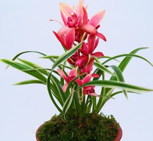  兰花|这款兰花“国色天香”，花大色艳，金边线艺明显，每年能开花数次